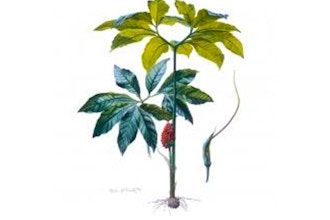 Botanical Drawing 3